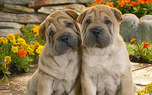 two brown short-coat dogs HD wallpaper